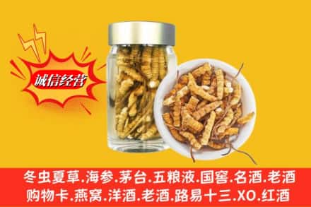 保定安新县回收散虫草
